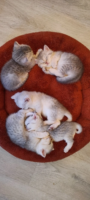 British Shorthair 