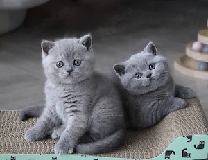 brirish shorthair blue rasa pura 