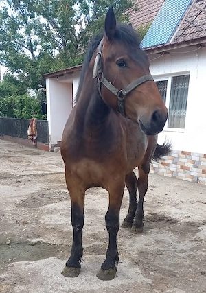 Vând mânz cu vârsta de 1 an jumate
