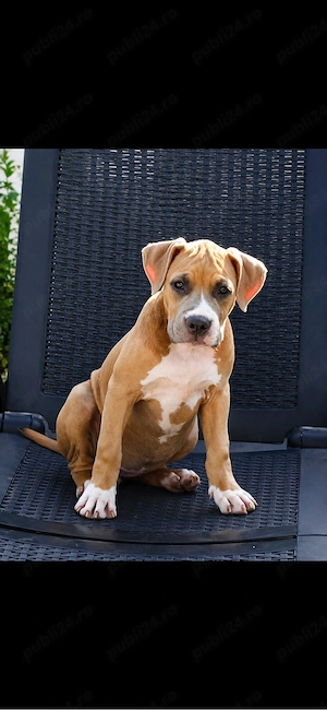 Amstaff femelă cu pedigree - imagine 4