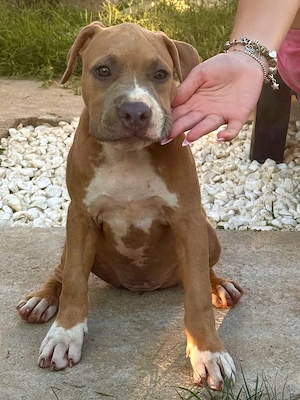 Amstaff femelă cu pedigree - imagine 3