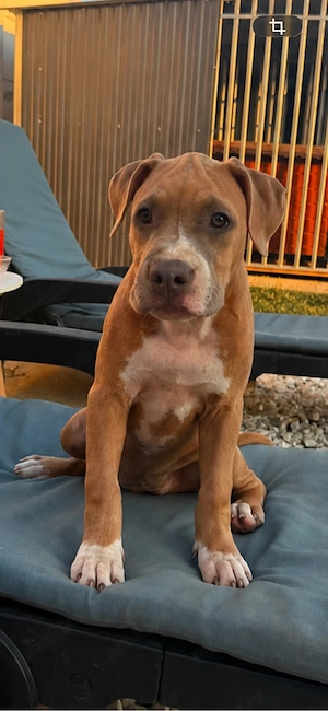 Amstaff femelă cu pedigree - imagine 2