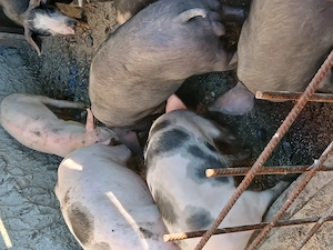 Vand porci mici și mari  - imagine 4