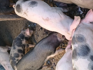 Vand porci mici și mari  - imagine 5