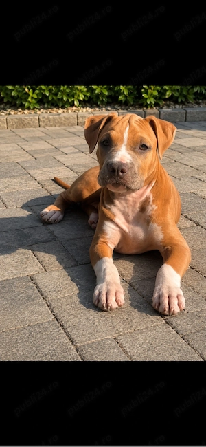 Amstaff femelă cu pedigree