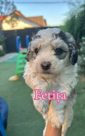 Bichon Maltez Havanez 4 băieți si 3 fetite
