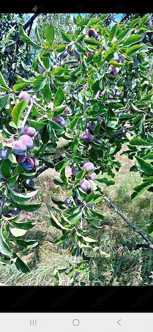 prune traditionale