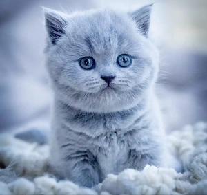 british shorthaire rasa pura 