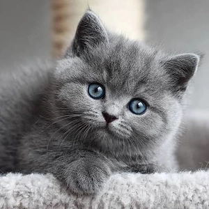 british shorthaire blue rasa pura 