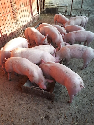 purcei de carne pietran cu marele alb 