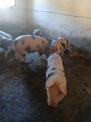 Disponibili șoldani 50-100 kg - imagine 2