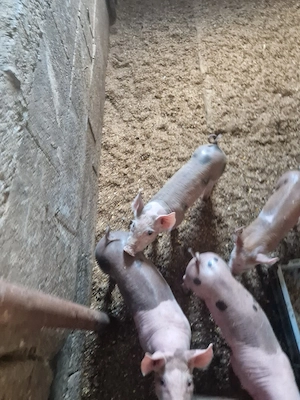 porci pietran 7 saptamani