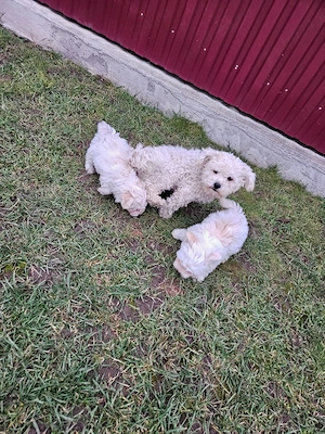 Bichon maltez