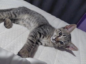 motan spre adoptie - imagine 3
