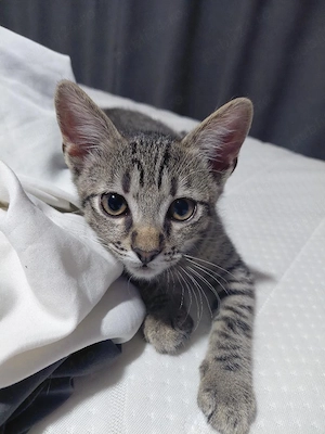motan spre adoptie