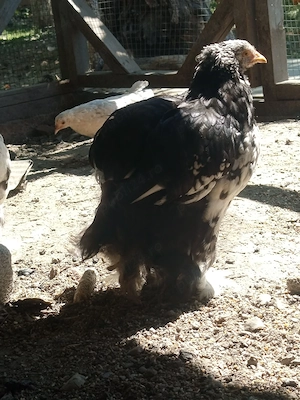 2pui cochinchina uriaș bobat 