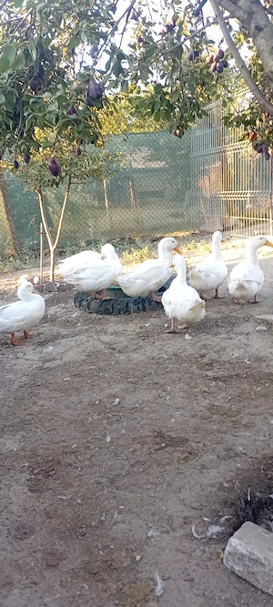 Vand Rate Pekin 2026