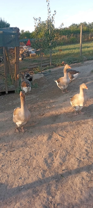 Păsări de curte rate Pekin, gâște Kolos - imagine 5