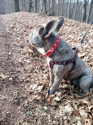 Donez fetiță de Bulldog francez foarte frumoasă! - imagine 2