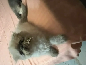 2 pisicute și 2 motănei persani! Focsani