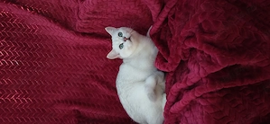 Motanel british shorthair chinchila silver - imagine 2