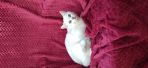 Motanel british shorthair chinchila silver - imagine 3