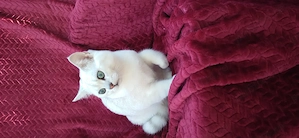 Motanel british shorthair chinchila silver - imagine 4