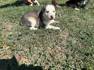 Cățeluși Husky disponibili pentru rezervare - imagine 2