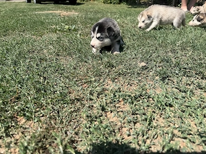 Cățeluși Husky disponibili pentru rezervare - imagine 4