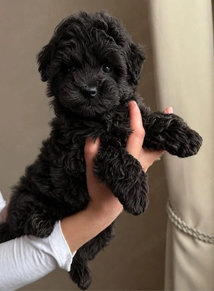 caniche poodle mini toy 