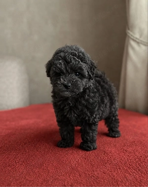 caniche poodle mini toy