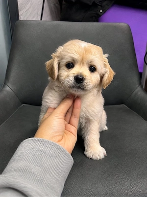 poodle mini toy 