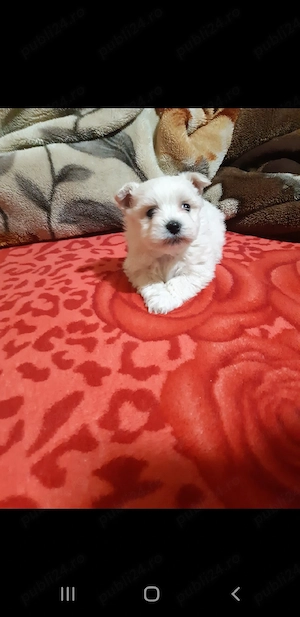 Bichon maltez mini toy - imagine 4