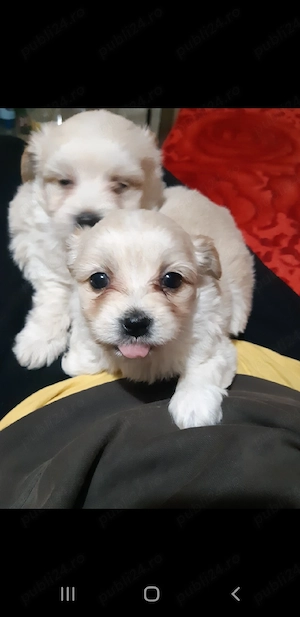Bichon maltez mini toy - imagine 2