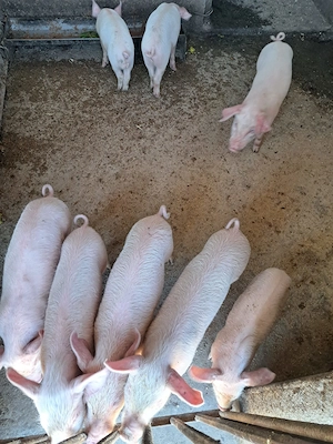 Purcei 8 săptămâni înțărcați, mâncăcioși deparazitați.