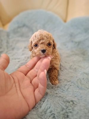 maltipoo super superbi - imagine 3