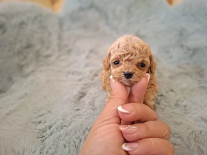maltipoo super superbi