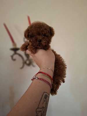 pudel mini toy linie asiatica