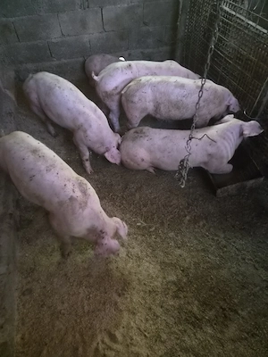 grasuni de vânzare. 