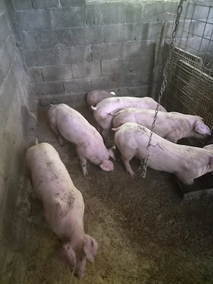 grasuni de vânzare. 