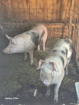 vând porc de casă 