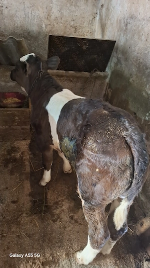 Vitel de vanzare de la vaca baltata cu negru la pret de 3100 ron in loc Capu codrului - imagine 4