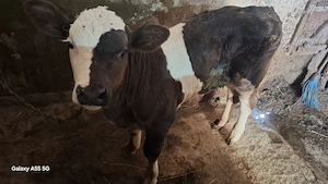 Vitel de vanzare de la vaca baltata cu negru la pret de 3100 ron in loc Capu codrului - imagine 3