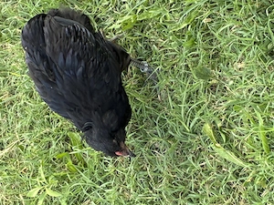 Cocosel araucana negru 2026