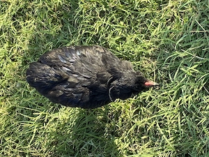 Cocosel araucana negru 2026 - imagine 3