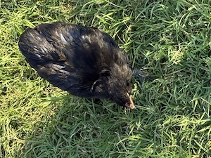 Cocosel araucana negru 2026 - imagine 4