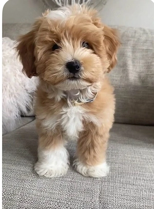 maltipoo baietel