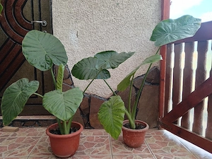 Alocasia plantă 