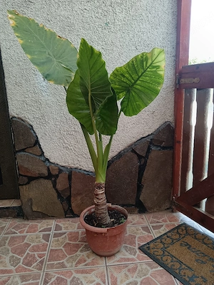 Alocasia mare