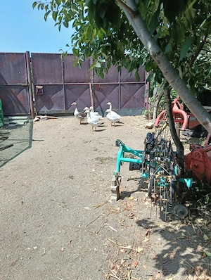 Gâște de curte.